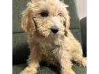 Goldendoodle Puppy for sale in San Fernando, CA, USA