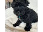 Schnauzer (Miniature) Puppy for sale in Tacoma, WA, USA