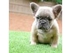 French Bulldog Puppy for sale in Marietta, GA, USA