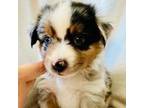 Miniature Australian Shepherd Puppy for sale in Marsing, ID, USA