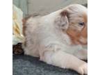 Australian Shepherd Puppy for sale in Bedford, VA, USA