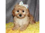 Cavapoo Puppy for sale in Lyons, NE, USA