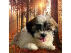 Bichon Frise Puppy for sale in Mount Vernon, IL, USA