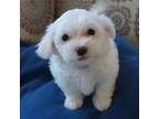 Coton de Tulear Puppy for sale in Pueblo West, CO, USA