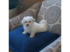 Coton de Tulear Puppy for sale in Pueblo West, CO, USA