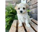 Maltipoo Puppy for sale in Middlebury, IN, USA