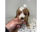 Cavapoo Puppy for sale in Savannah, TN, USA