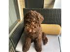 Goldendoodle Puppy for sale in Newport News, VA, USA