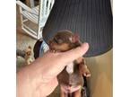 Yorkshire Terrier Puppy for sale in Warren, TX, USA