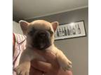 French Bulldog Puppy for sale in Mayfield, KY, USA