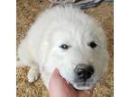 Great Pyrenees Puppy for sale in Elizabeth, CO, USA