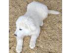 Great Pyrenees Puppy for sale in Elizabeth, CO, USA