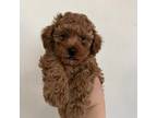 Poodle (Toy) Puppy for sale in West Sacramento, CA, USA