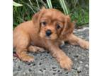 Cavalier King Charles Spaniel Puppy for sale in Honolulu, HI, USA