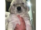 Goldendoodle Puppy for sale in Jacksboro, TN, USA