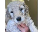 Goldendoodle Puppy for sale in Jacksboro, TN, USA