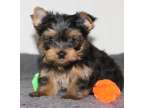 THGS Teacup Yorkshire Terrier Puppies