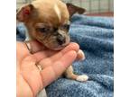 Chihuahua Puppy for sale in Braymer, MO, USA