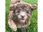 Havanese Puppy for sale in New Freedom, PA, USA