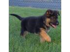 German Shepherd Dog Puppy for sale in Toppenish, WA, USA