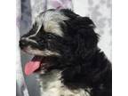 Mutt Puppy for sale in Elkland, MO, USA