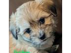 Coton de Tulear Puppy for sale in Waukesha, WI, USA