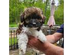 Mutt Puppy for sale in Vernon, NJ, USA
