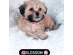 Shih-Poo Puppy for sale in Valencia, CA, USA