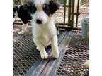 Border Collie Puppy for sale in New Castle, KY, USA