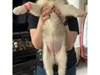 Alaskan Malamute Puppy for sale in New Bedford, MA, USA