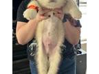 Alaskan Malamute Puppy for sale in New Bedford, MA, USA