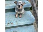 Australian Cattle Dog Puppy for sale in Rock Hall, MD, USA