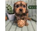 Cavapoo Puppy for sale in Tyler, TX, USA