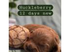 Huckleberry