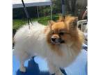 Pomeranian Puppy for sale in Eden, MD, USA