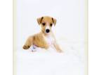 Italian Greyhound Puppy for sale in Gillham, AR, USA