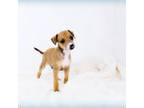 Italian Greyhound Puppy for sale in Gillham, AR, USA