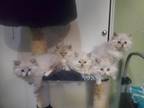 Purebred Siberian Kittens