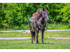 Gentle Black Fell Pony Gelding, Rides and Drives, Quiet Gentle and Safe