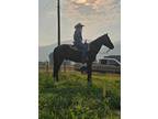 APACHE â 2021 GRADE Black Andalusian Cross Gelding! Go to