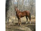 ARTICUS â 2022 GRADE Chestnut Friesian/QH Cross Gelding!