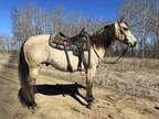 AVALANCHE â 2012 GRADE Quarter Horse Buckskin Gelding! Go to