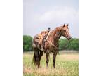 B C â 2012 GRADE Quarter Horse Red Roan Gelding! Go to