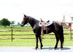 Half-Arab Gelding Consigned to the New Holland Special Sale