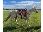 DL HEZA COMOS KING â 2017 AQHA Palomino Gelding x Colonel Frenchman x