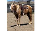 FRITZS QUICK TWIST â 2016 AQHA Palomino Gelding x My Sweet Dakota Sage x