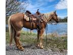 JEFFERSON â 2013 GRADE Quarter Horse Palomino Gelding! Go to