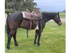 KEEBLER â 2014 GRADE Quarter Horse Bay Gelding! Go to www.Billingslivest