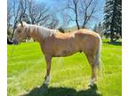 LONESTAR CANYON â 2019 AQHA Palomino Gelding x Guys Canyon Moon x