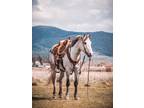 MAVERICK â 2015 GRADE Quarter Horse Gray Gelding! Go to